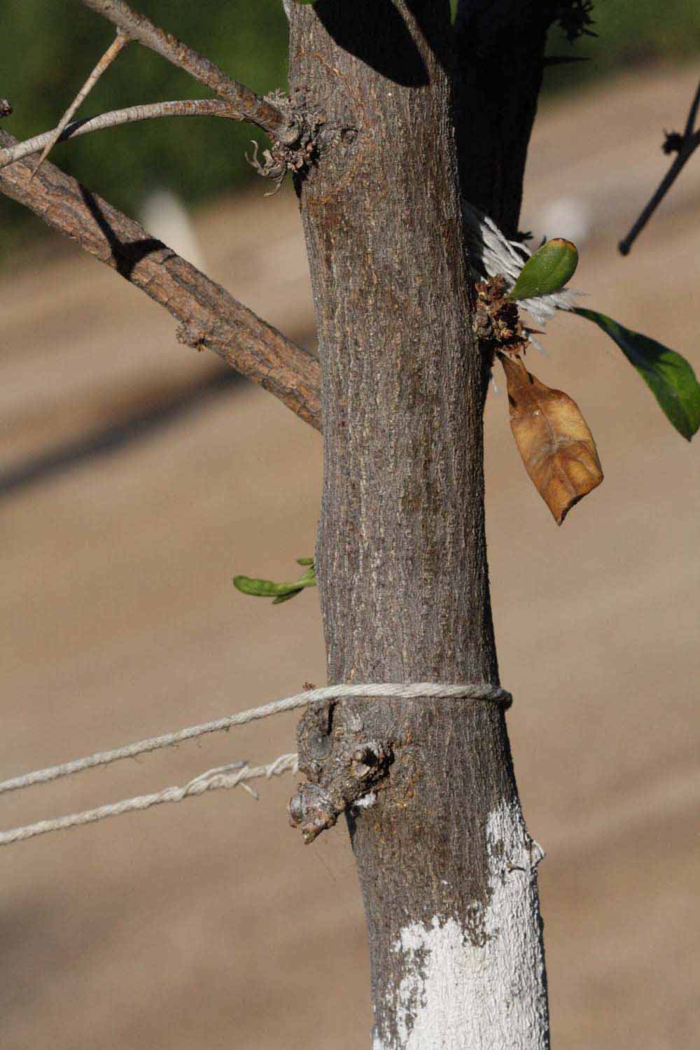            Bark (Riverside, CA)   
